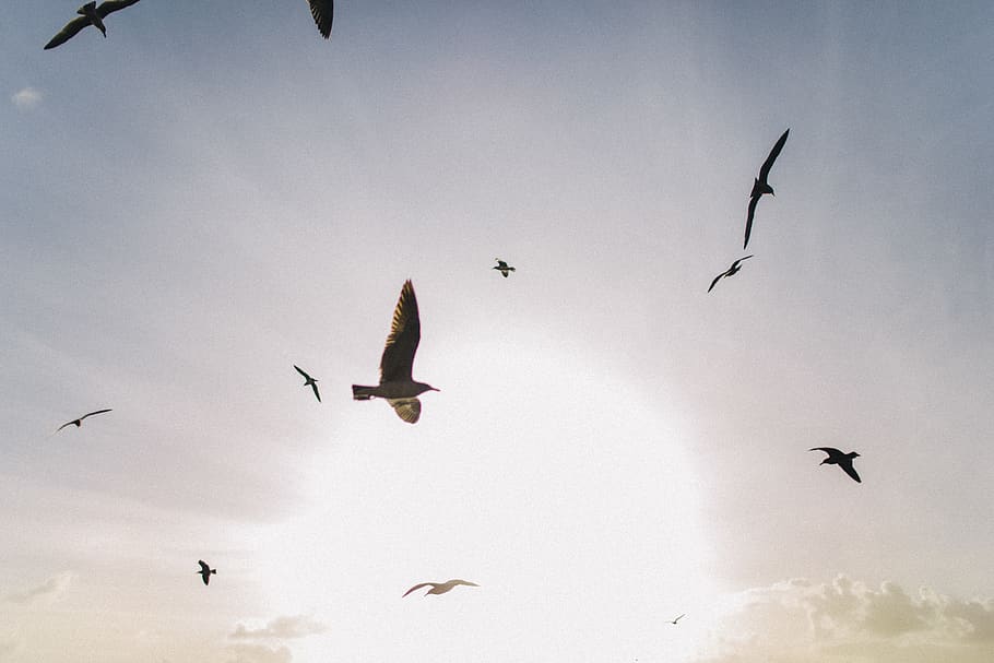 brown birds mid air, animal, flying, transportation, aircraft HD wallpaper