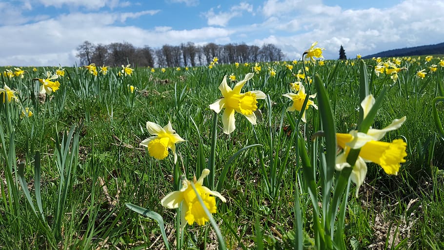 daffodil, spring, flower, yellow, flowers, nature, plants, natural HD wallpaper