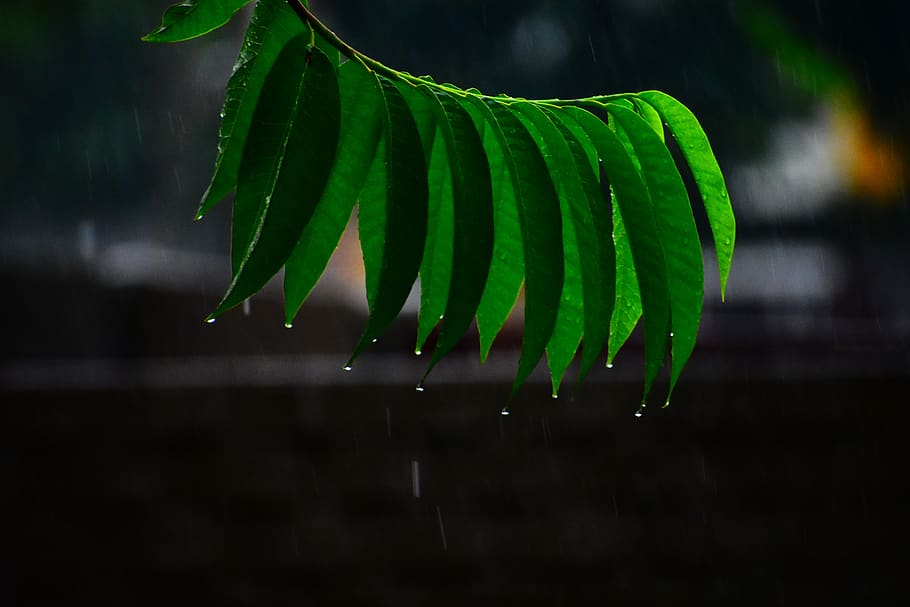 rain, on, green, leaf, close-up, green color, water, drop, plant HD wallpaper