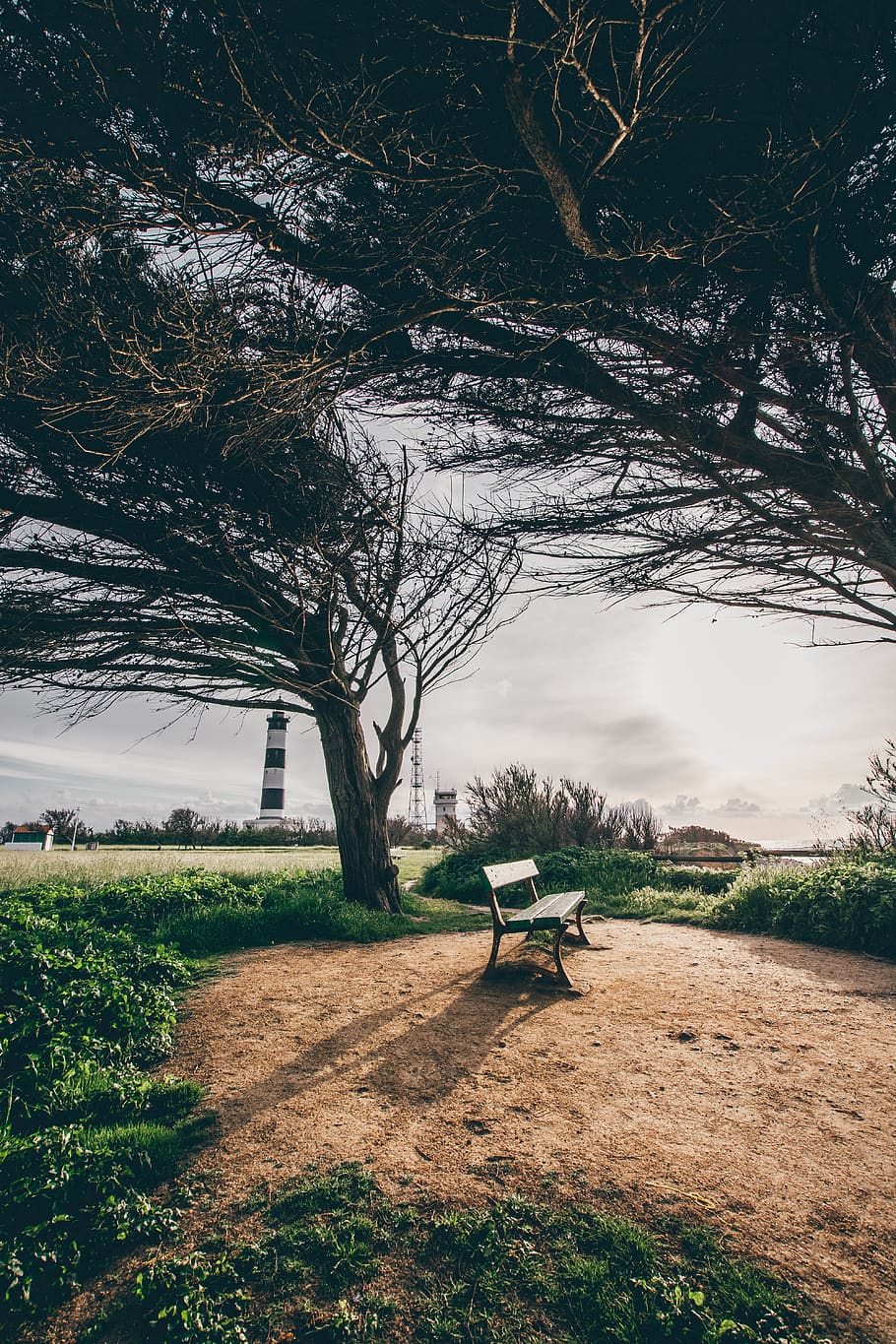 france, oléron, plant, tree, bench, seat, grass, nature, field HD wallpaper