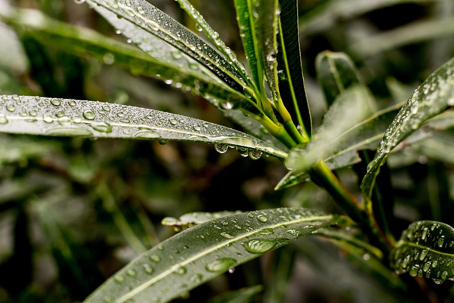 Shallow Focus Photography of Green Leafed Plant, blurred background HD wallpaper