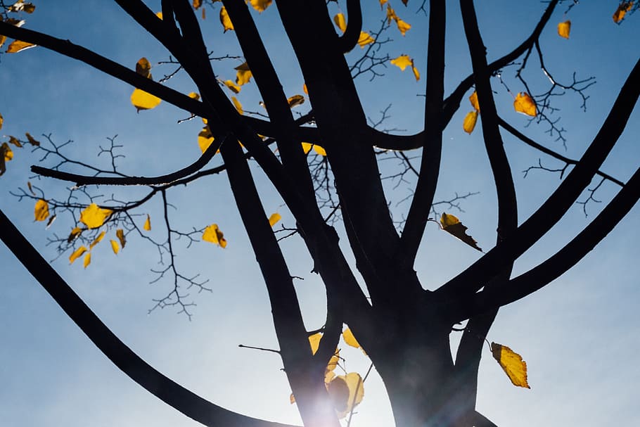 Autumn tree leaves, background, blue, branch, close, closeup HD wallpaper