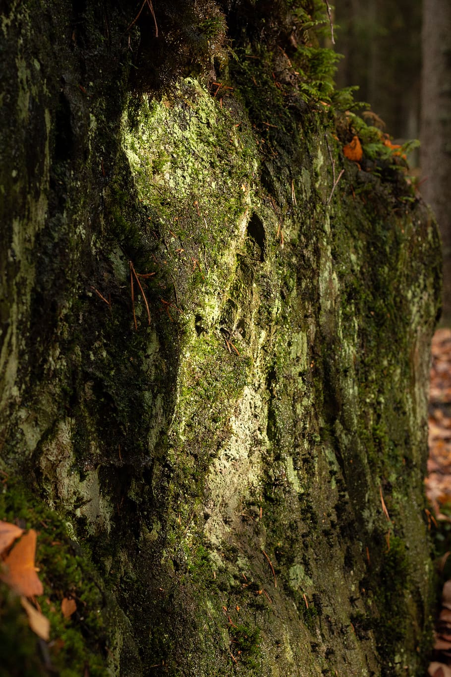 tree, plant, tree trunk, moss, nature, fores, old, pattern HD wallpaper