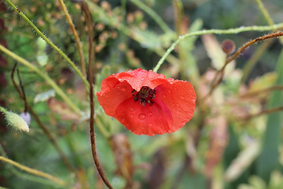 red, poppy, flower, macro, nature, garden, blooming, summer HD wallpaper