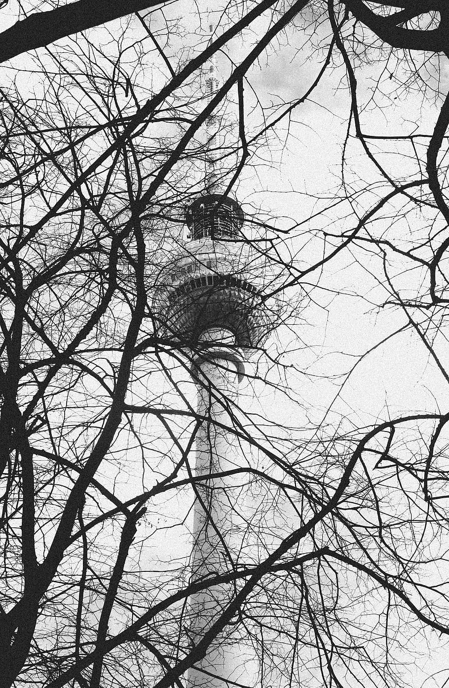 tree, plant, berlin, germany, berliner fernsehnturm, tree trunk HD wallpaper