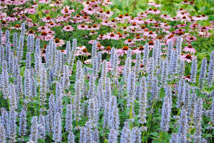 museumpark, flowers, nature, plant, flowering plant, growth HD wallpaper