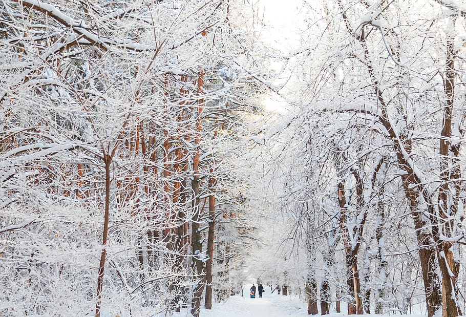 snow covered bare trees during daytime, cold temperature, winter HD wallpaper