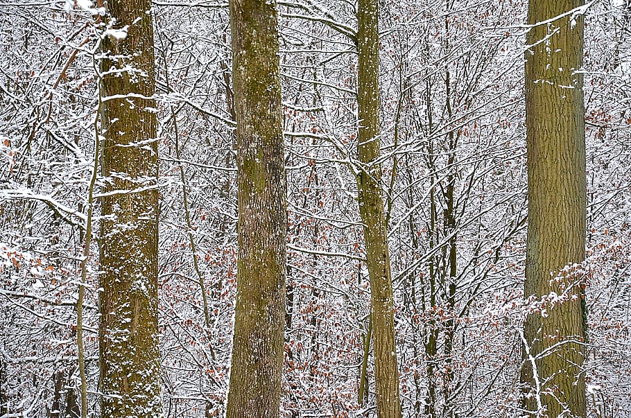 snow, forest, winter, nature, cold, landscape, trees, snowy HD wallpaper