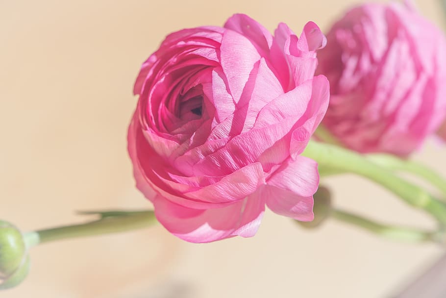 ranunculus, pink, blossom, bloom, flower, spring flower, petals, HD wallpaper