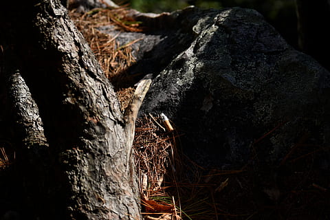 posioned, trees, nature, loh, pin needles, no people, tree trunk HD wallpaper