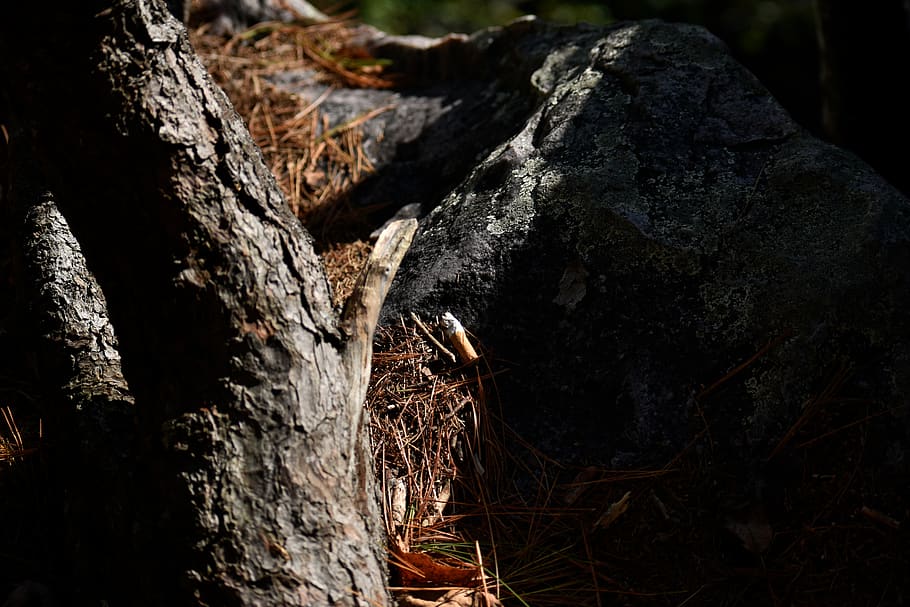 posioned, trees, nature, loh, pin needles, no people, tree trunk HD wallpaper