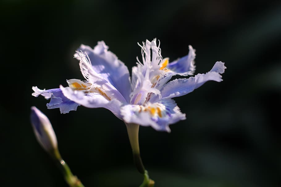 flowering plant, fragility, vulnerability, freshness, beauty in nature HD wallpaper