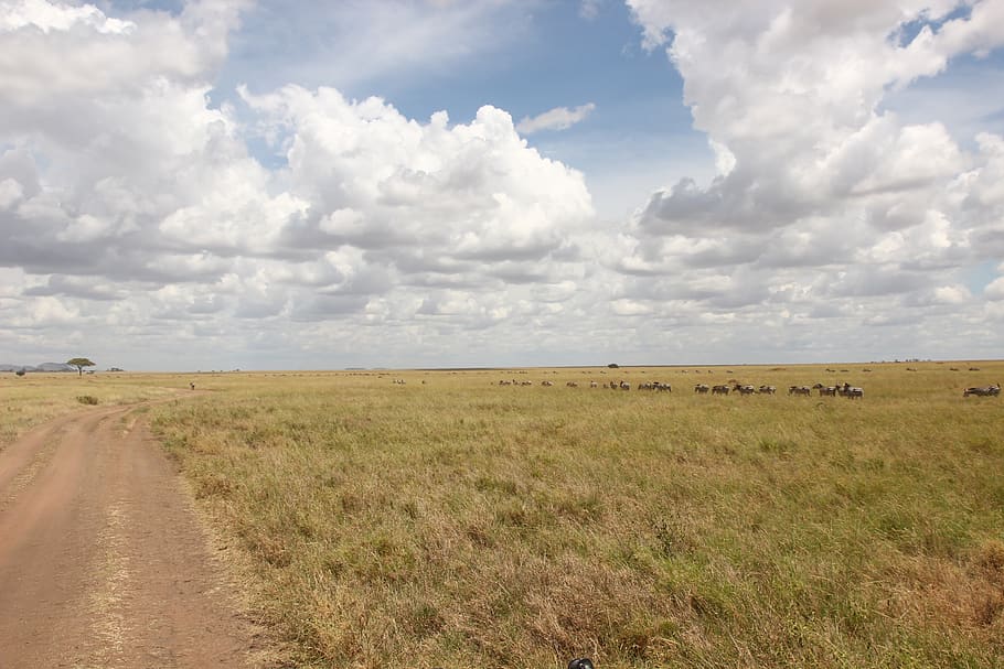clouds, zebras, cloud - sky, environment, landscape, grass HD wallpaper