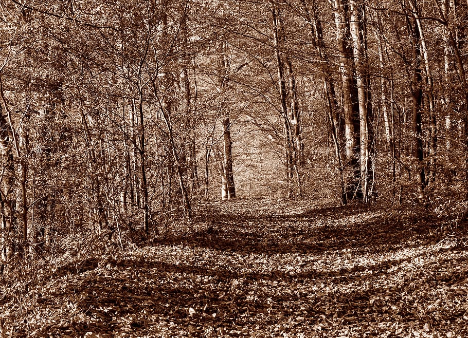 deciduous forest, autumn, trees, forest path, autumn forest HD wallpaper