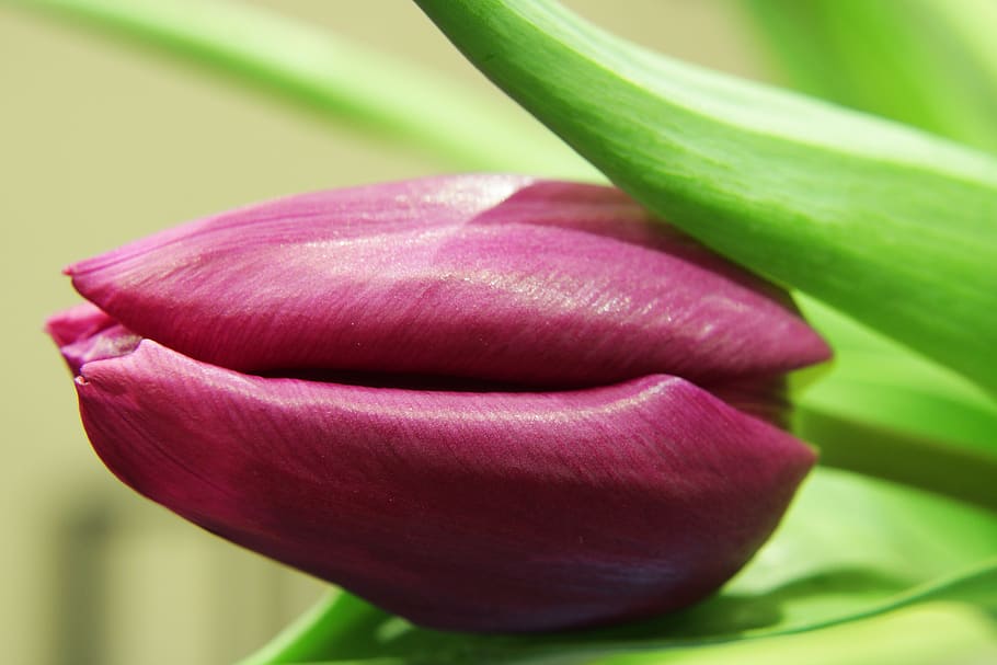 spring, violet, green, flower, tulips, nature, purple, red HD wallpaper