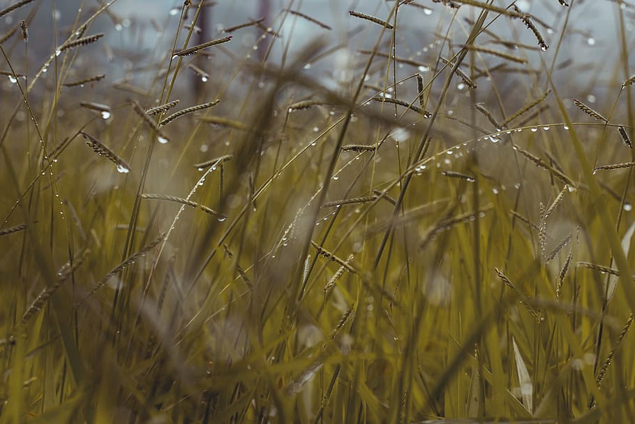 Green Grass, cereal, close-up, corn, dewdrops, farm, farmland HD wallpaper
