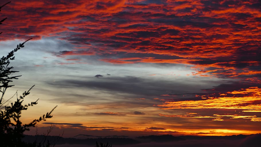 morgenrot, sky, tree, clouds, fire, acting, cloud - sky, sunset HD wallpaper
