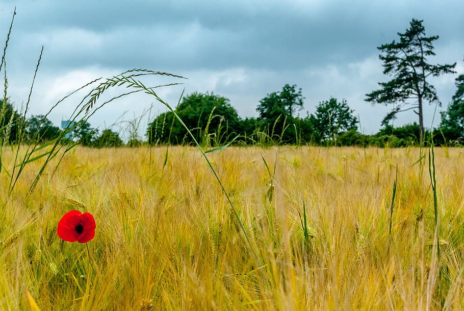 poppy, fields, wheat, flower, nature, spring, red, poppies HD wallpaper