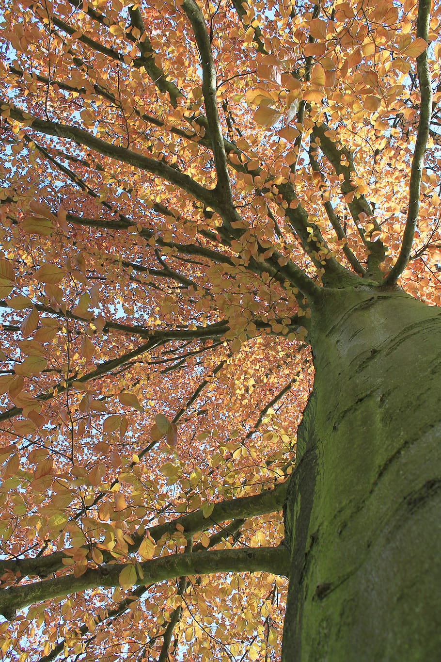 autumn, leaves, tree, tribe, plant, growth, branch, beauty in nature HD wallpaper