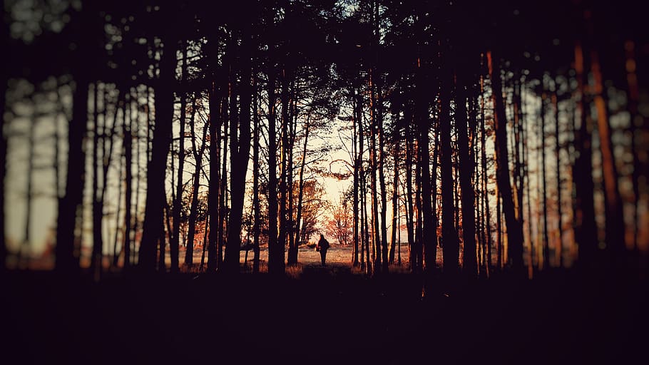 autumn, forest, sunset, nature, tree, silhouette, plant, land HD wallpaper