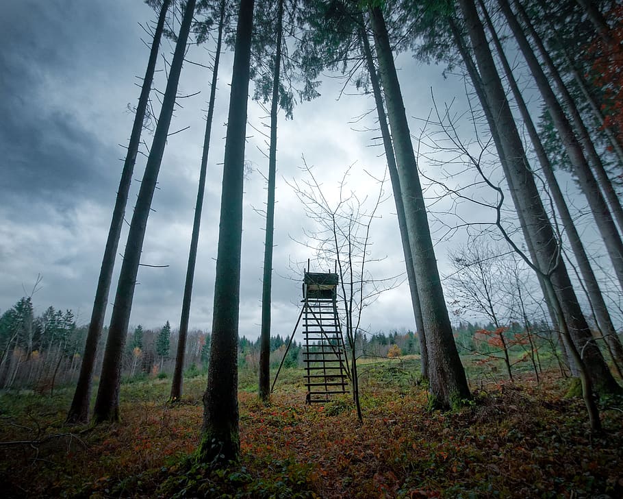 tree on the forest photography, plant, nature, memmingen, germany HD wallpaper