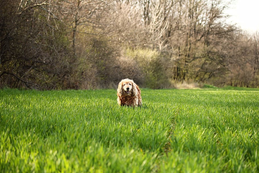 Photo of Cocker Spaniel Dog on Grass Field, blur, close-up, environment HD wallpaper
