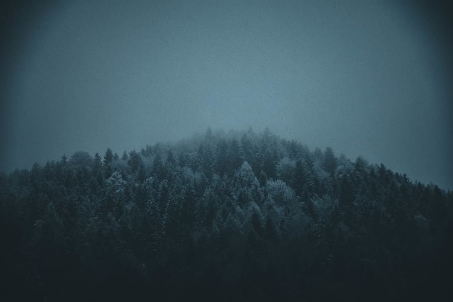 austria, jenbach, 2018, trees, snow, winter, misty, forest HD wallpaper