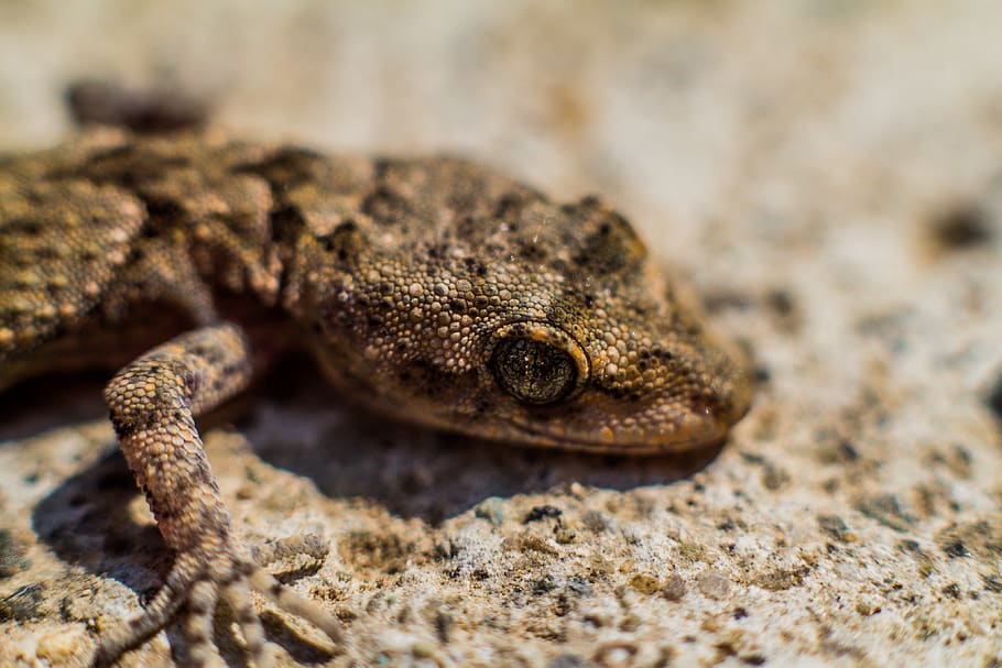 brown and black lizard, animal, reptile, gecko, wildlife, amphibian HD wallpaper