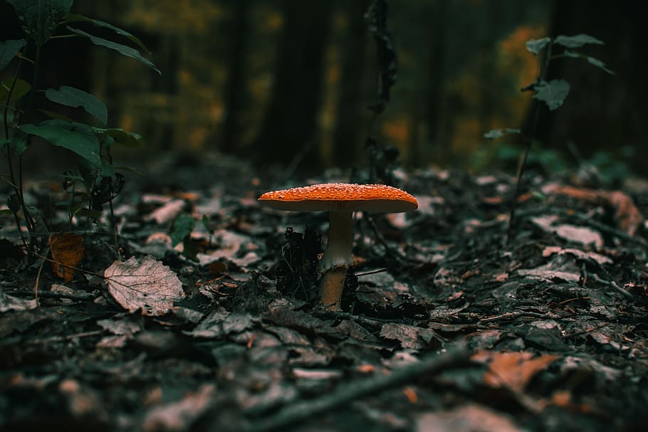 Mushroom On Ground, dry leaves, macro, toadstool, fungus, vegetable HD wallpaper