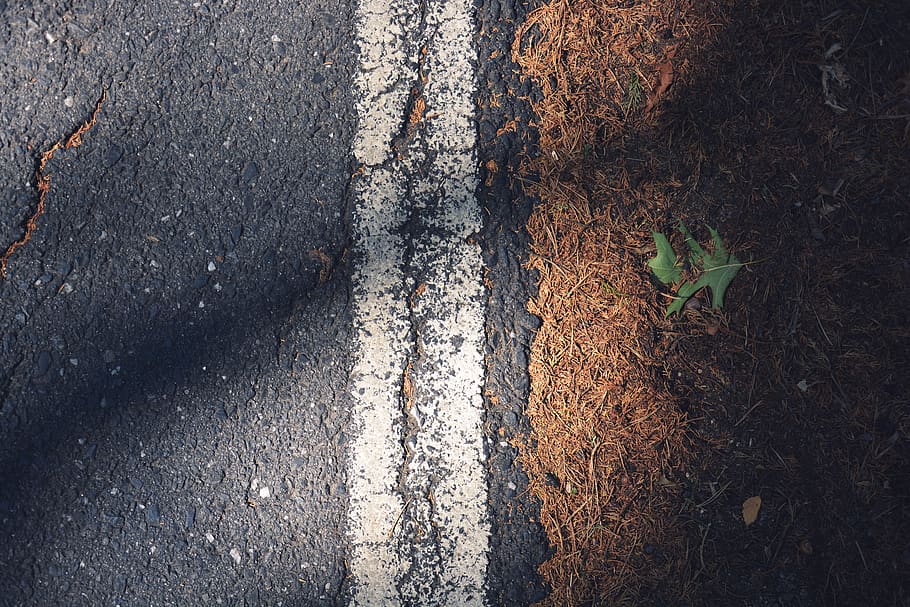 asphalt road beside green leafed plant, surface, stripe, kerb