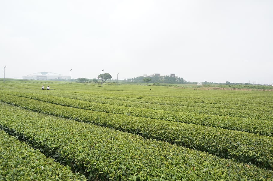 tea, green, nature, leaf, farm, landscape, cafe, jeju island HD wallpaper