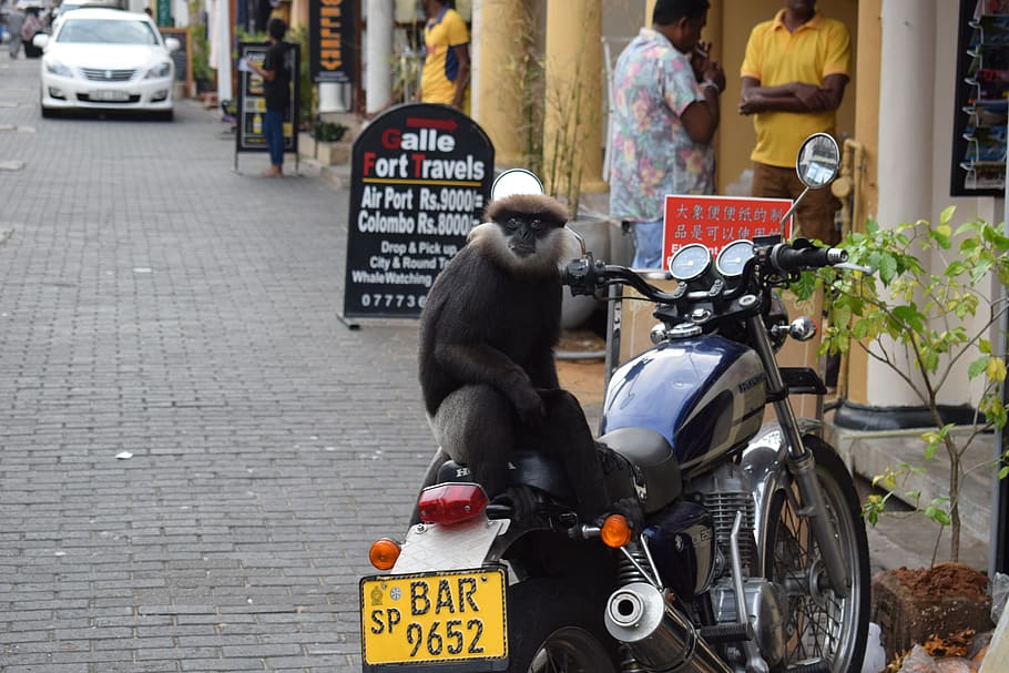 monkey, animals, motorbike, mode of transportation, land vehicle HD wallpaper
