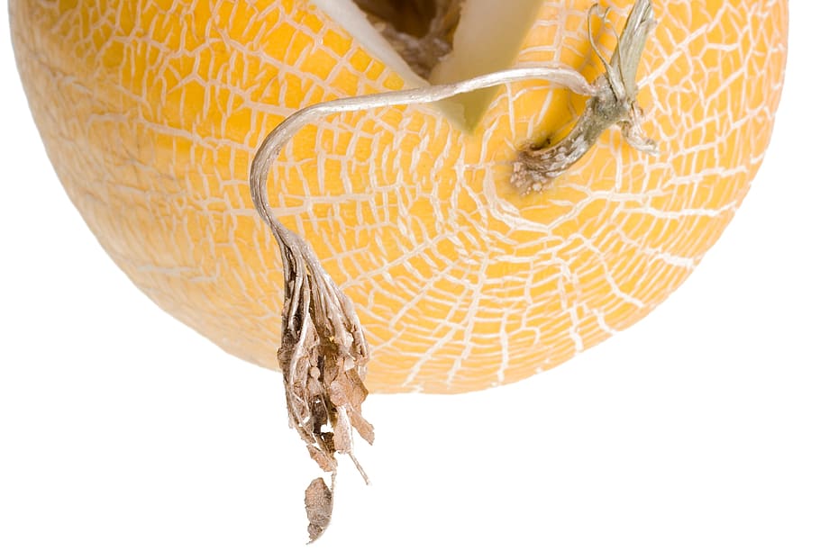 close-up, closeup, diet, dieting, eating, food, fresh, freshness HD wallpaper