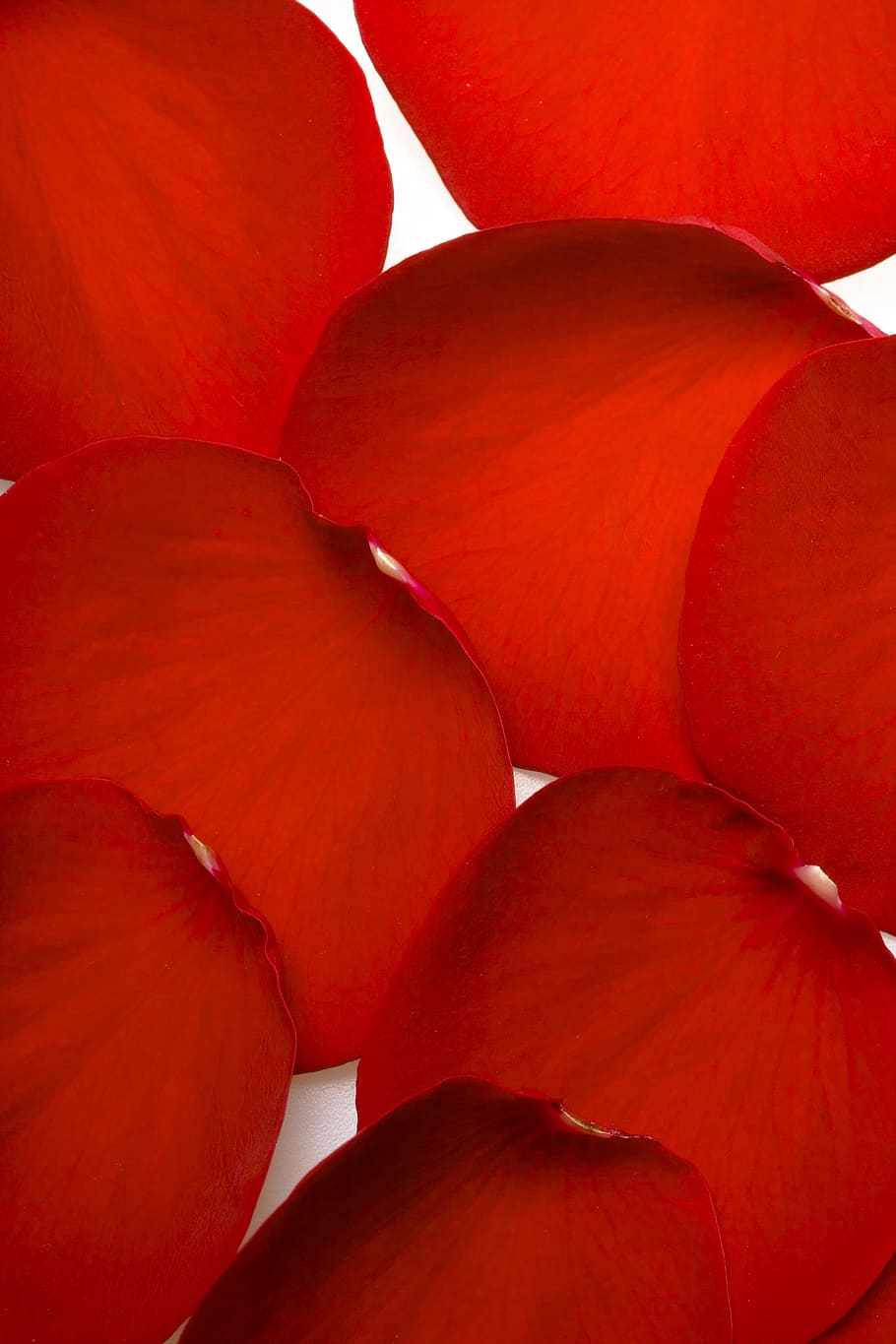 con2011, flower, fresh, gift, isolated, pedal, petal, photo HD wallpaper