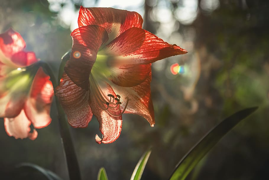 texture, light, red, flora, flower, plant, flowering plant HD wallpaper
