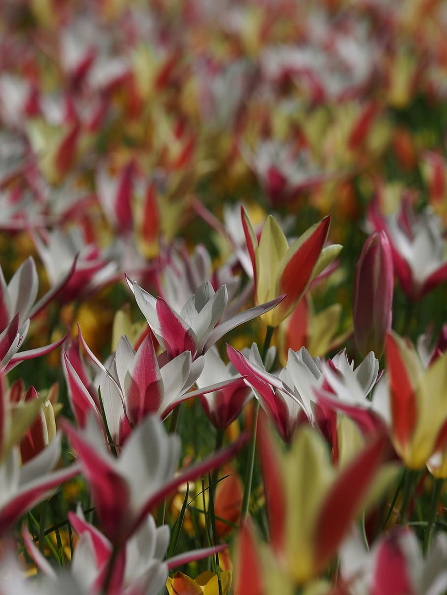 beauty in nature, plant, selective focus, close-up, growth HD wallpaper