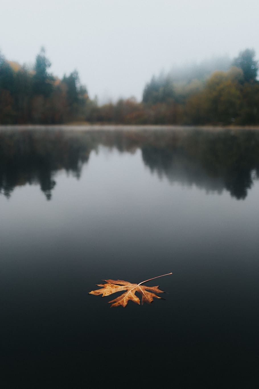 brown leaf on body of water, maple, nature, washington, reflection HD wallpaper