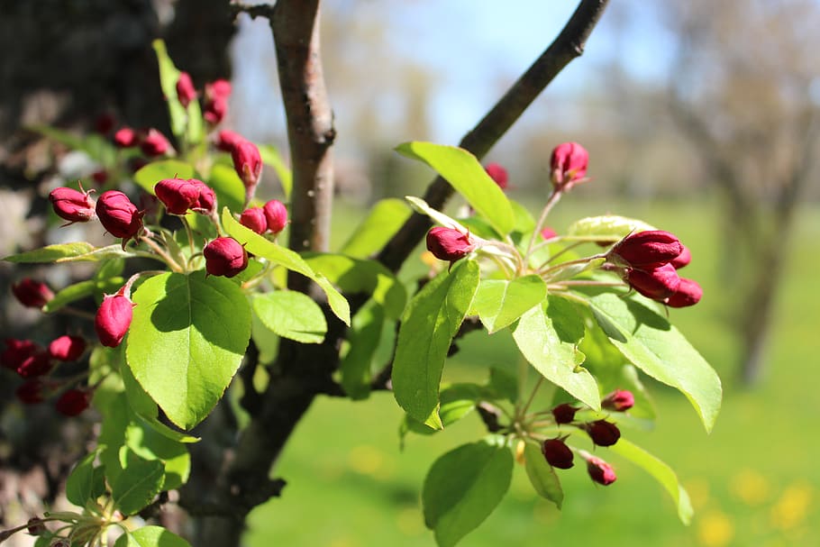 tree, buds, farm, spring, nature, plants, growth, flower, flowering plant HD wallpaper