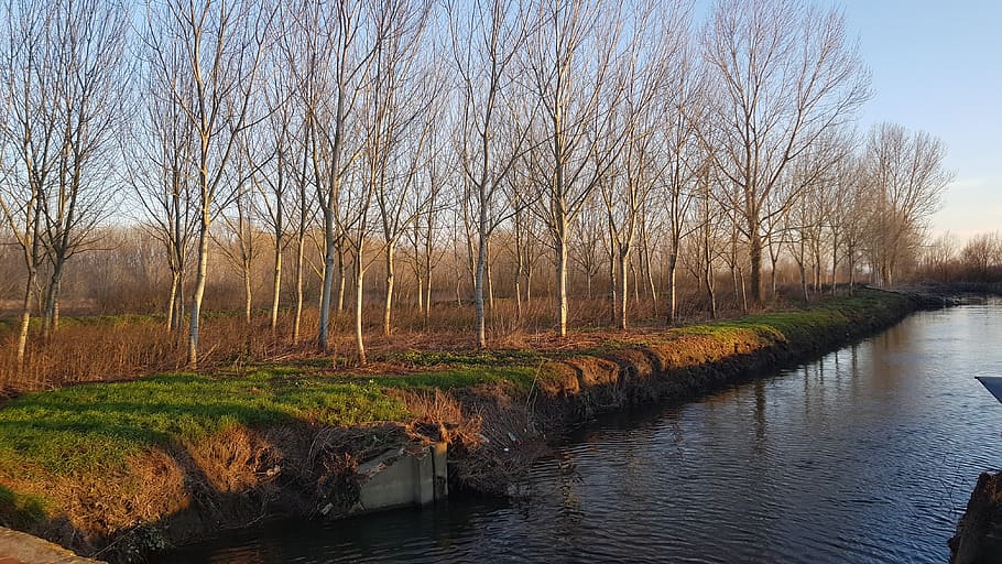 swamp, trees, water channel, plant, tranquility, scenics - nature, HD wallpaper