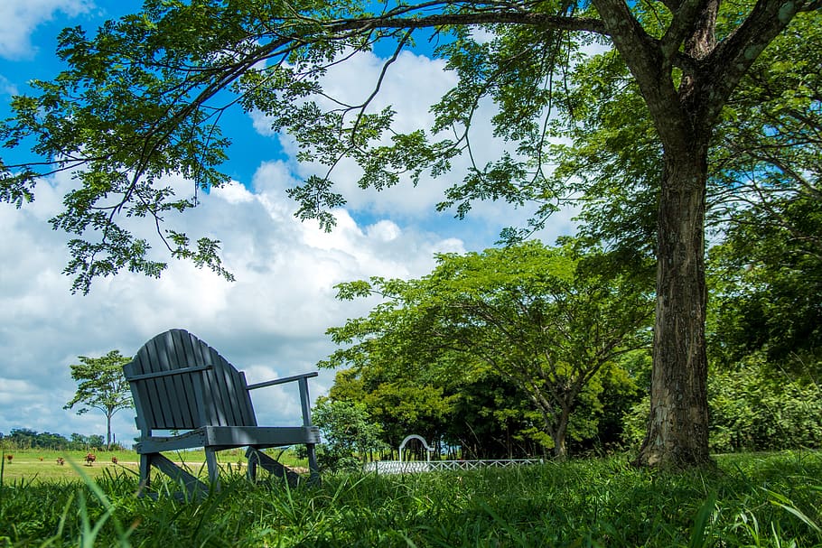 chair, under, tree, relax, shade, outdoors, summer, bench, grass HD wallpaper