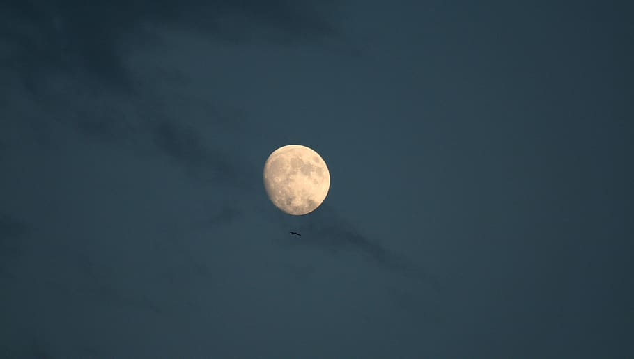luna, sky, seagull, seagulls, moon, space, night, astronomy HD wallpaper
