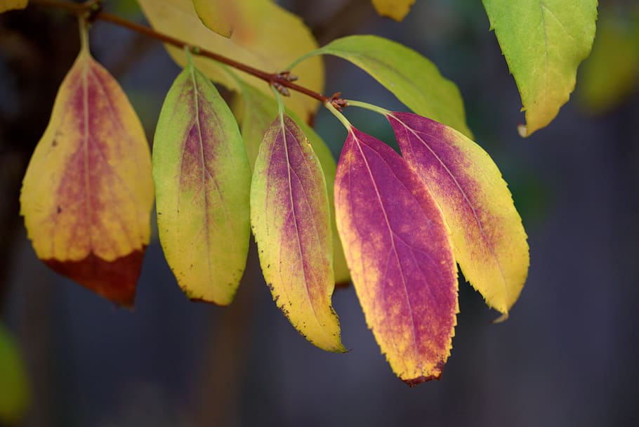 leaves, yellow, red, casey, coloring, nature, autumn, plant part HD wallpaper