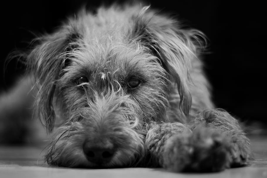 dog, black and white, animal, animal world, portrait, irish terrier, HD wallpaper