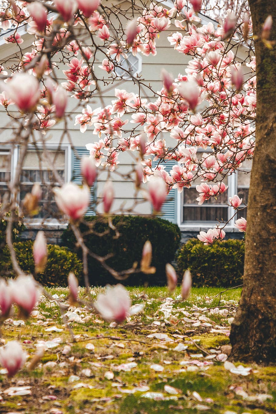 pink flower tree at daytime, plant, blossom, poultry, animal HD wallpaper