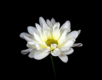 daisy, flower, spring, daisies, bloom, white, nature, blossom HD wallpaper
