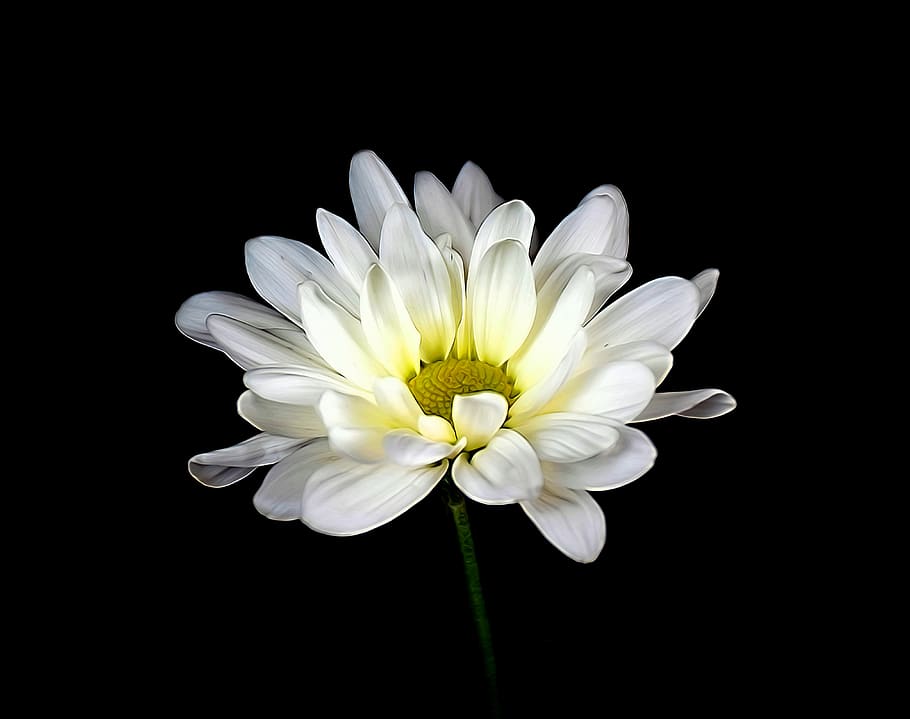 daisy, flower, spring, daisies, bloom, white, nature, blossom HD wallpaper