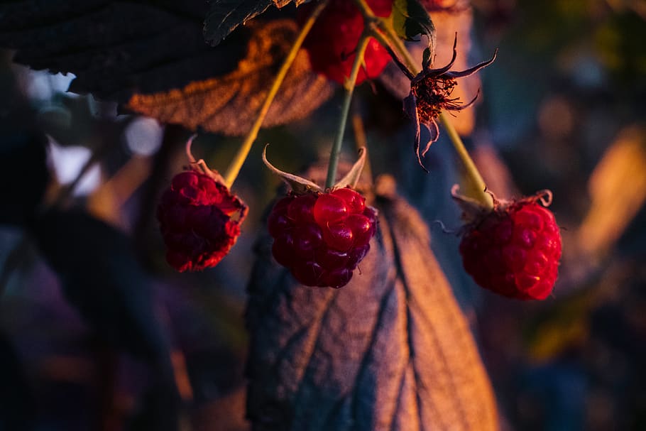 poland, wyręba, fruit, healthy eating, food, food and drink HD wallpaper