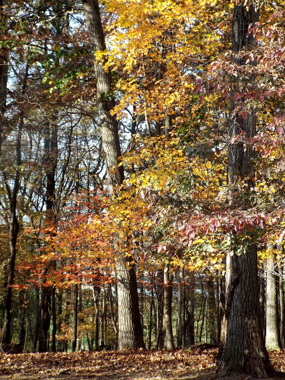 united states, north potomac, trees, landscape, fall_colors