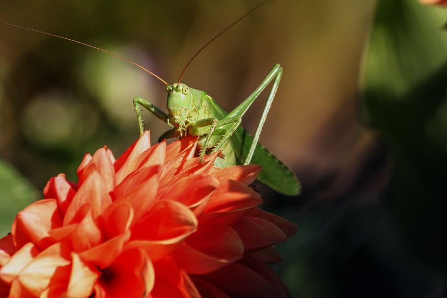 Green Grasshopper on Red Flower during Daytime, close-up, insect HD wallpaper