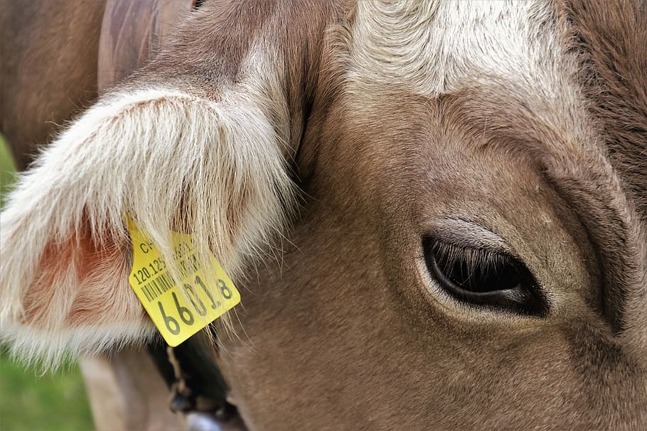 eye, cow, cows, animals, ear, earring, barcode, see, beef, cattle HD wallpaper